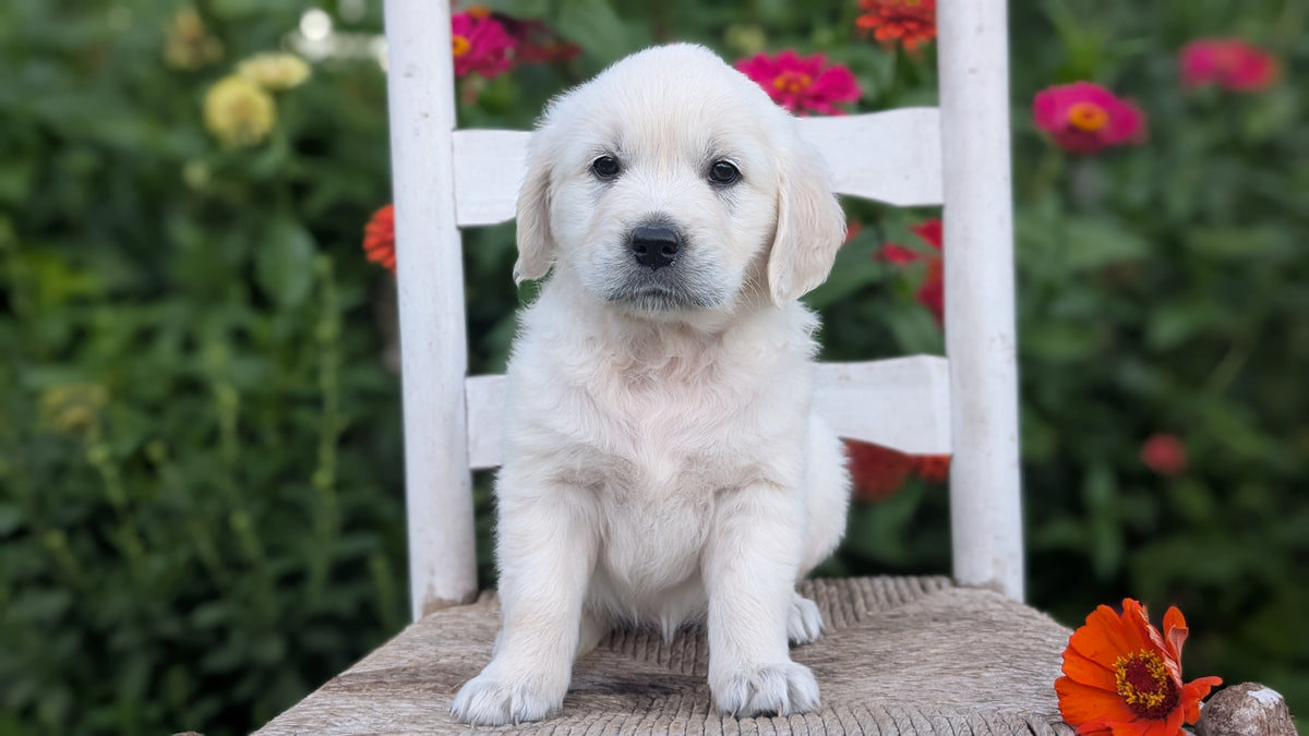 ENGLISH CREAM RETRIEVER (AUG 19) 3 MALES/4 FEMALES