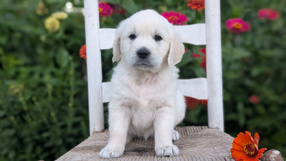 ENGLISH CREAM RETRIEVER (AUG 19) 3 MALES/4 FEMALES