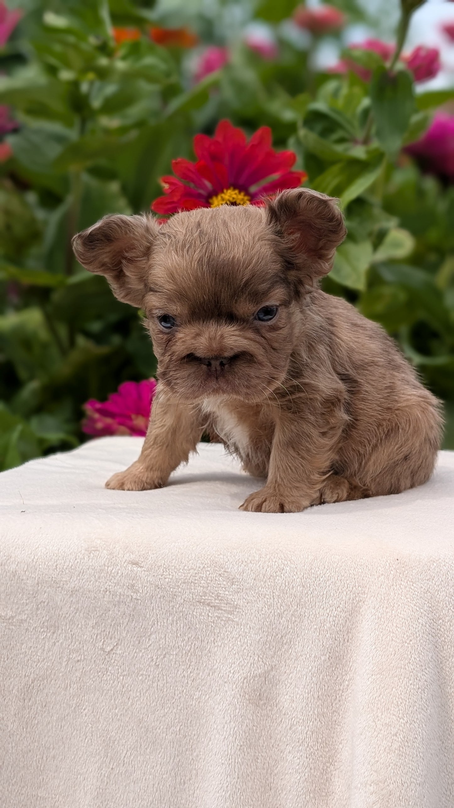 FRENCH BULLDOG (JUN 06) MALES