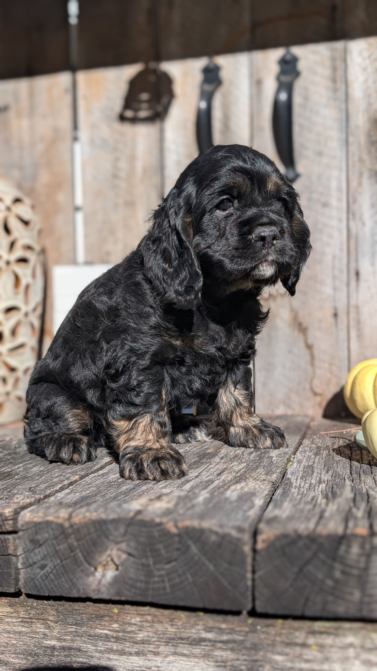 COCKER SPANIEL (09/19) MALE