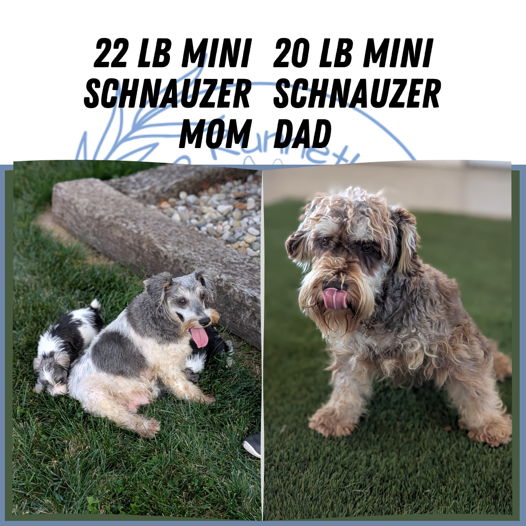 MINI SCHNAUZER (08/06) FEMALE