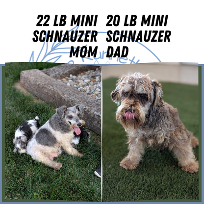 MINI SCHNAUZER (08/06) FEMALE