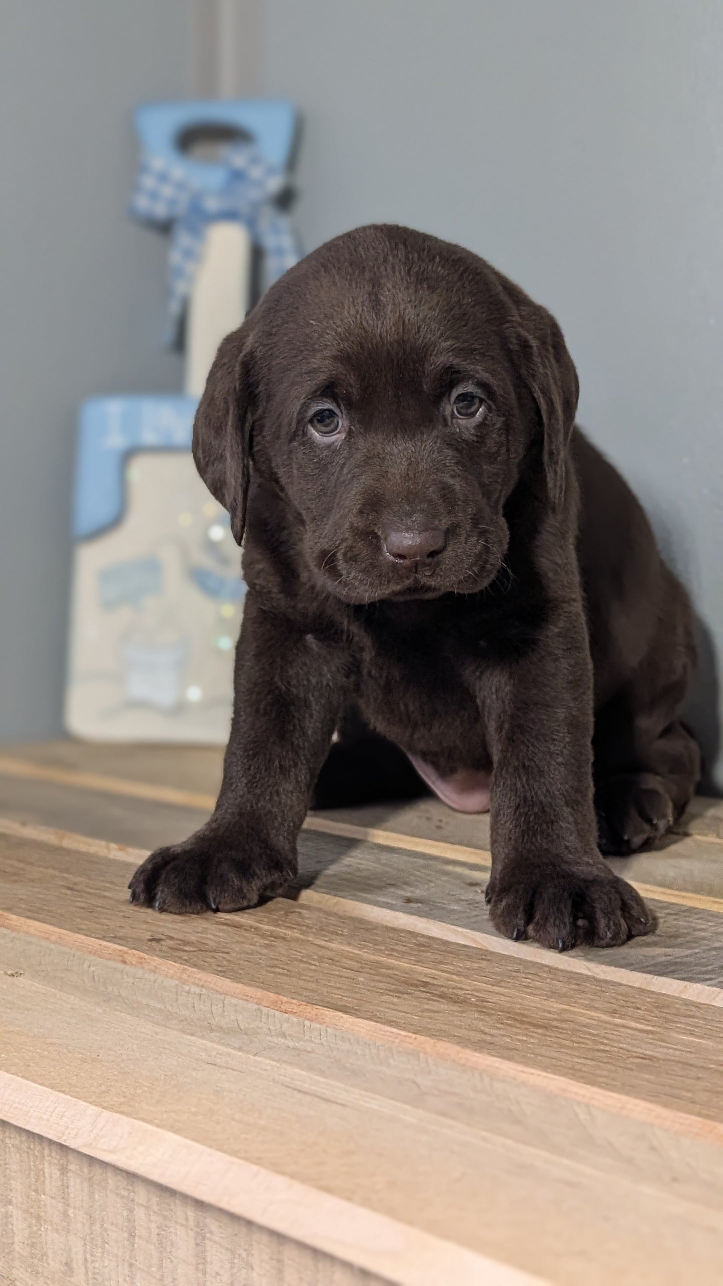 LABRADOR RETRIEVER (JAN 18) FEMALES