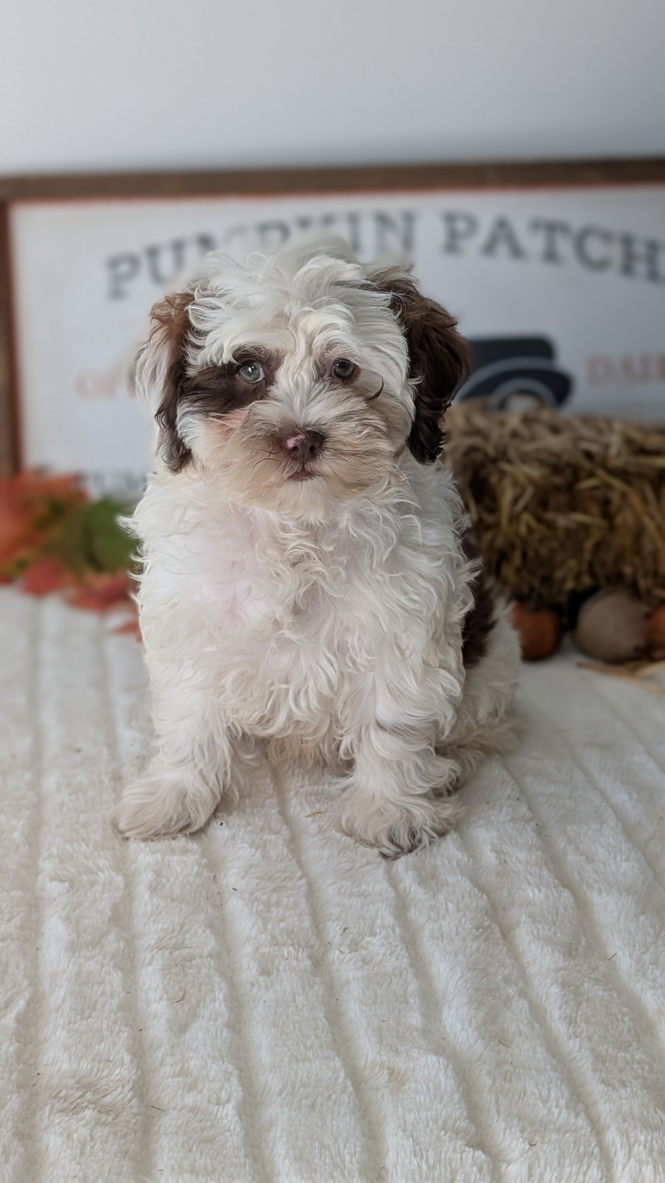 SHIHPOO (07/26) MALE – My Pup Runneth Over