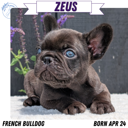 FRENCH BULLDOG (APR 24) MALES