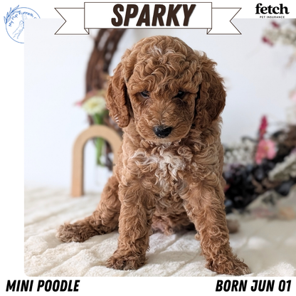 MINI POODLE (JUN 01) MALES