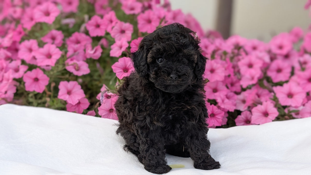TOY POODLE (JUL 27) 1 MALE
