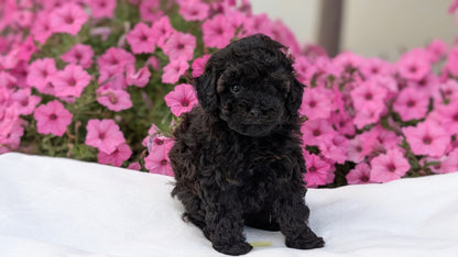 TOY POODLE (JUL 27) 1 MALE