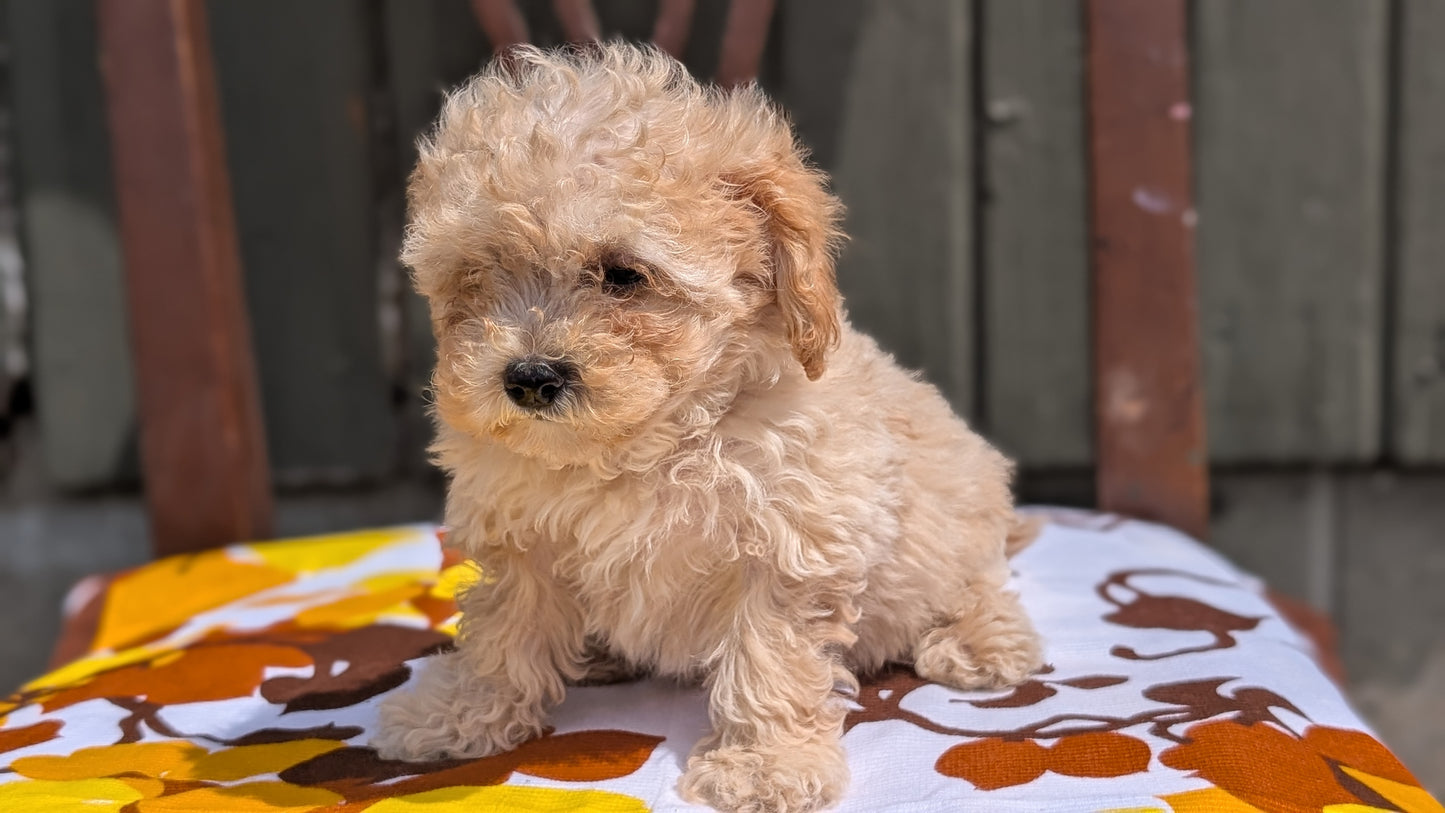 MINI POODLE (JUN 21) 4 MALES