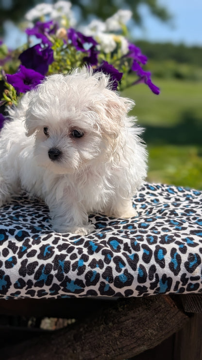 MALTESE (JUN 13) FEMALES