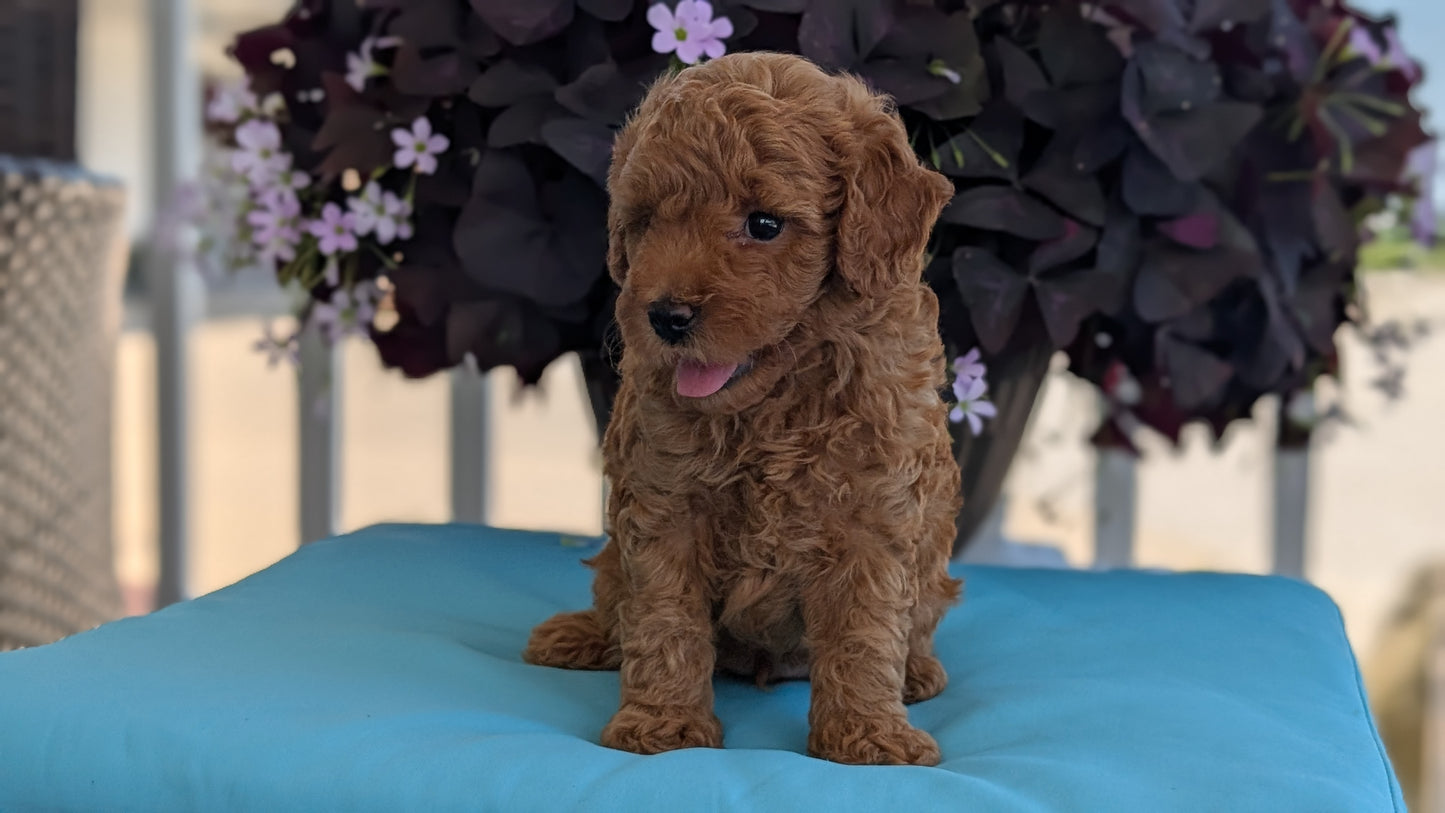TOY POODLE (MAY 26) MALES