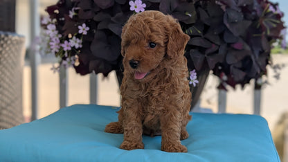 TOY POODLE (MAY 26) MALES