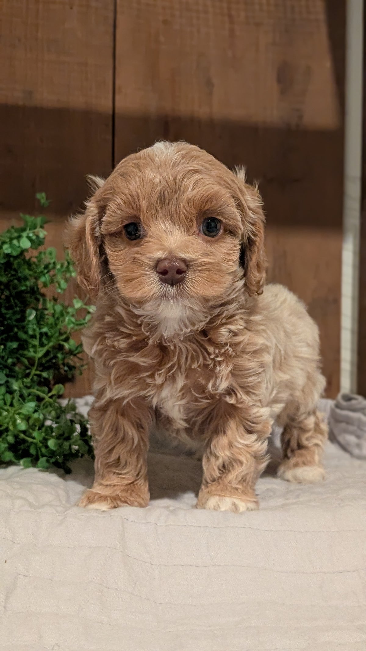 COCKAPOO (AUG 17) 3 FEMALES/1 MALE