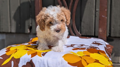 MINI POODLE (JUN 21) 4 MALES