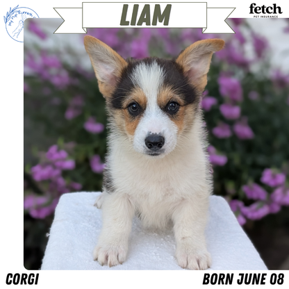 CORGI (JUN 08) MALES