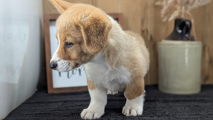 CORGI (JUL 13) 2 FEMALES/3 MALES