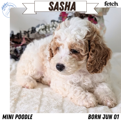 MINI POODLE (JUN 01) FEMALES
