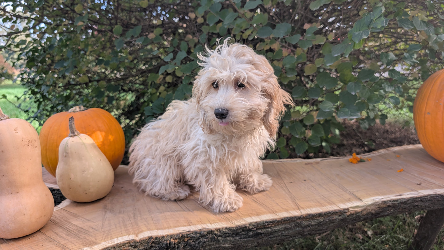 CAVAPOO (05/23) FEMALE
