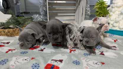 FRENCH BULLDOG (11/07) FEMALE