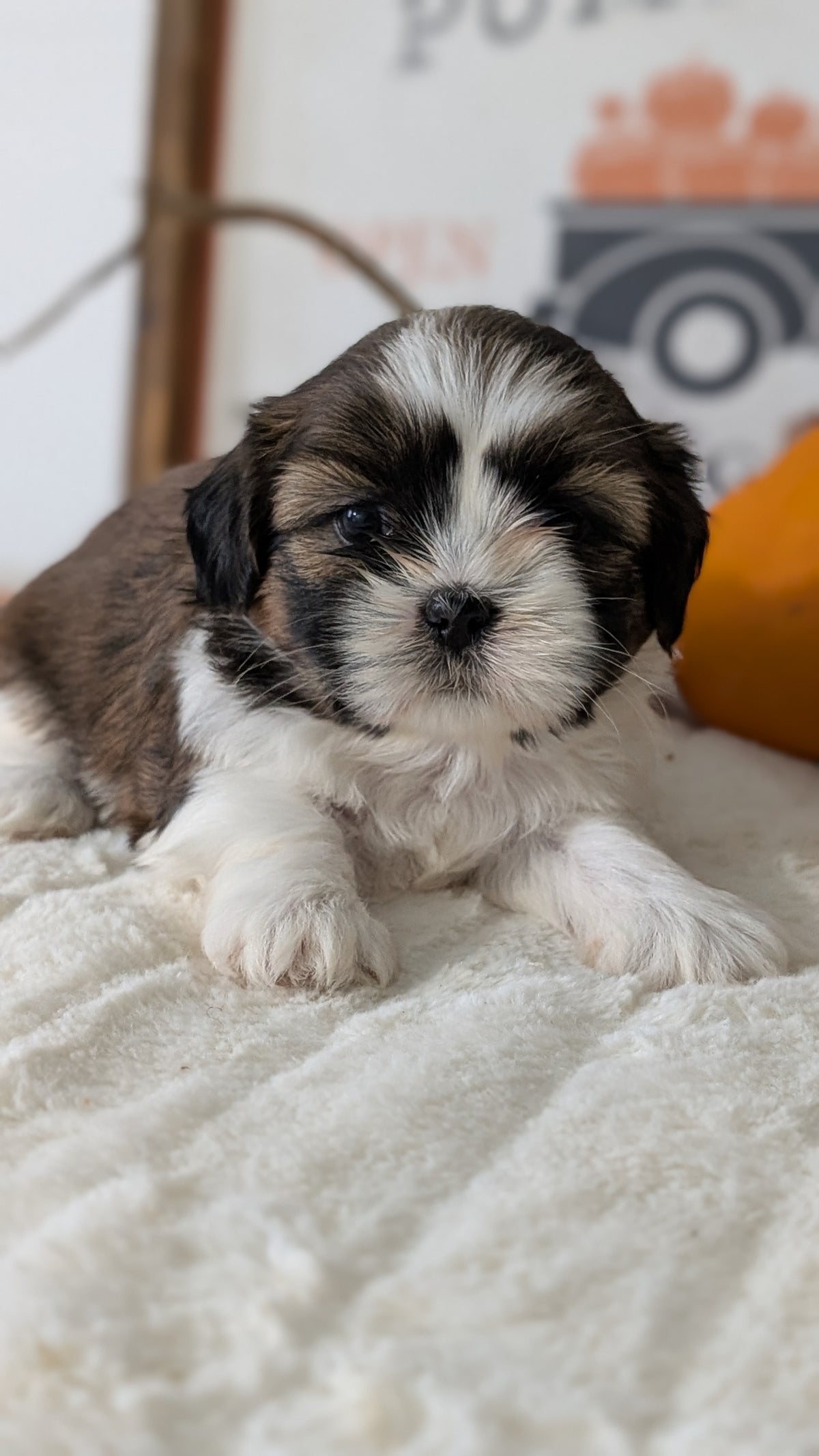 SHIH TZU (AUG 17) 2 FEMALES/3 MALES