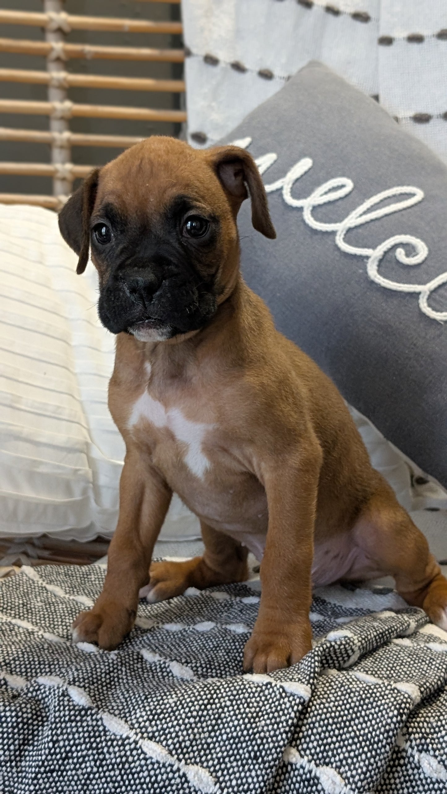 BOXER (OCT 12) MALES