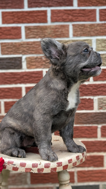 FRENCH BULLDOG (MAR 09) FEMALES