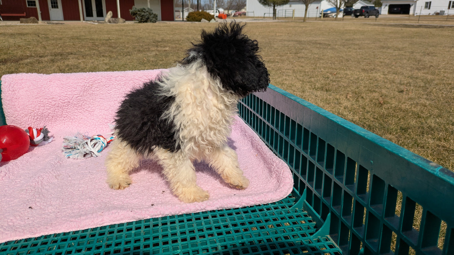 COCKAPOO (12/12) MALE