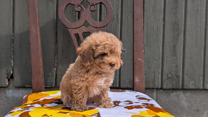 MINI POODLE (JUN 21) 4 MALES