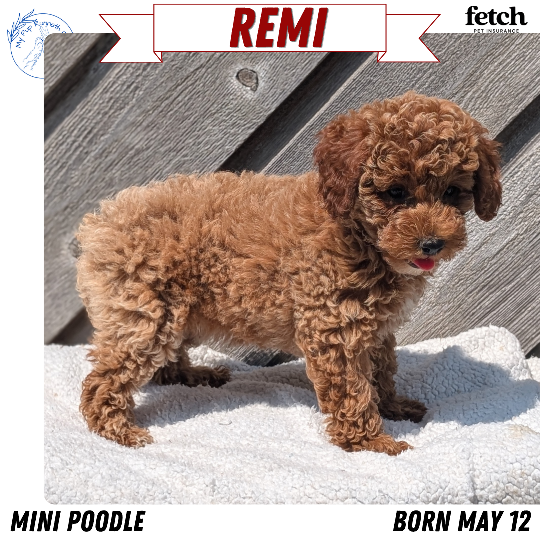 MINI POODLE (MAY 12) FEMALES