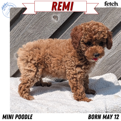 MINI POODLE (MAY 12) FEMALES