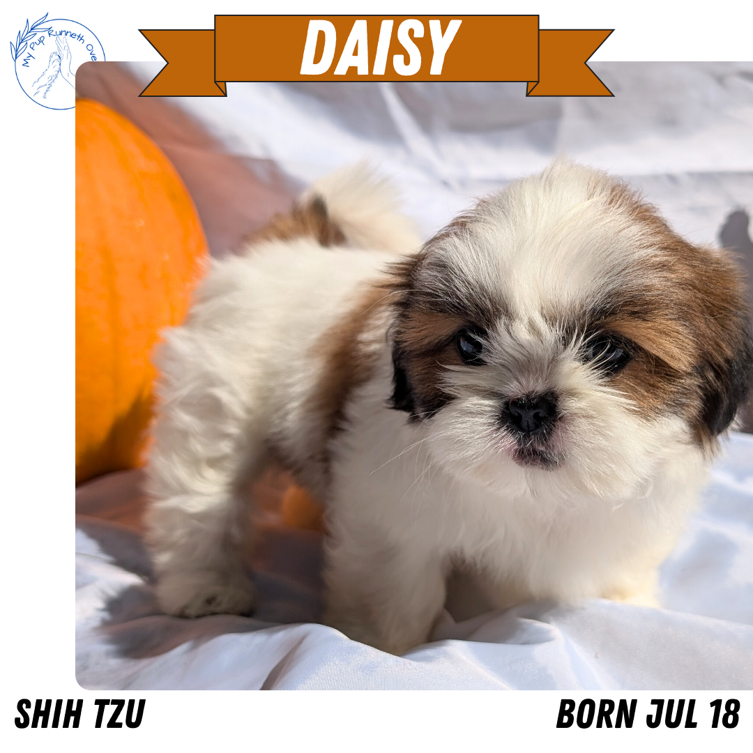 SHIH TZU (07/18) FEMALE
