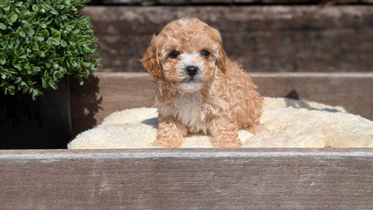 CAVAPOO (MAY 12) MALES