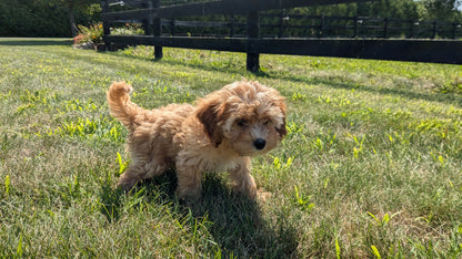 CAVAPOO (05/12) MALE