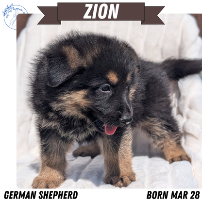 GERMAN SHEPHERD (MAR 28) MALES