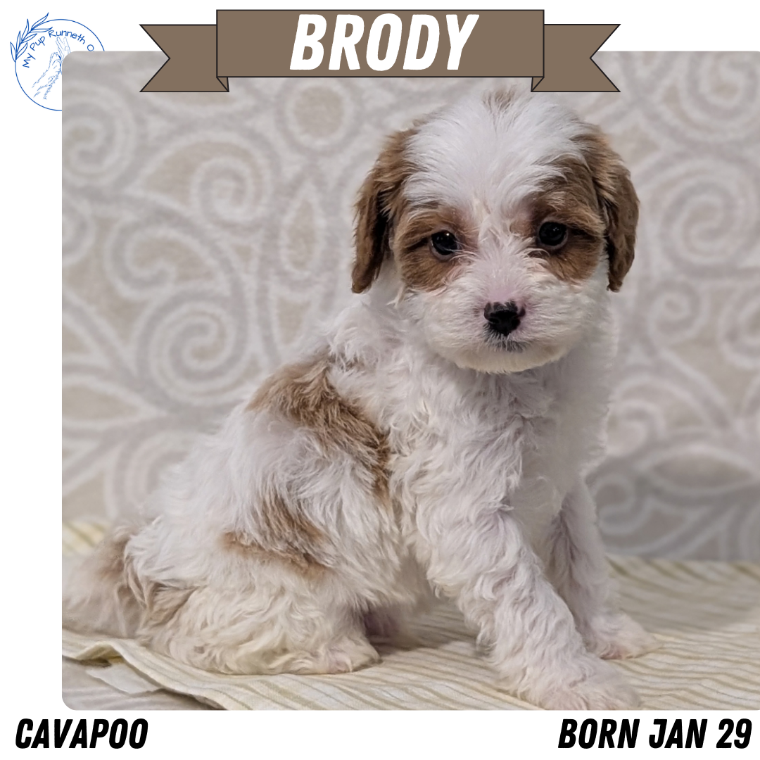 CAVAPOO (JAN 29) MALES