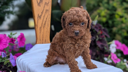 TOY POODLE (JUN 09) MALE