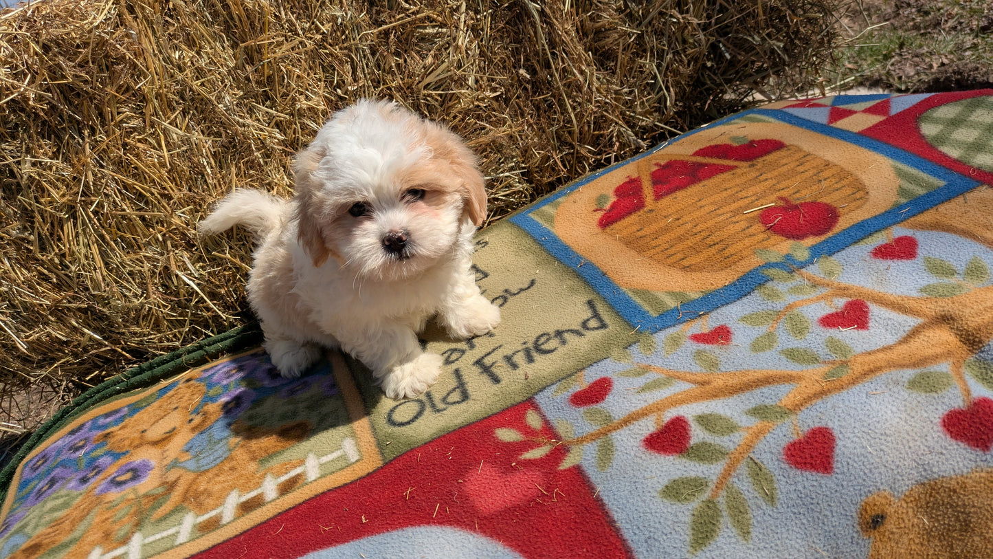TEDDY BEAR (02/18) FEMALE