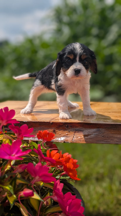 CAVALIER (MAY 30) FEMALES