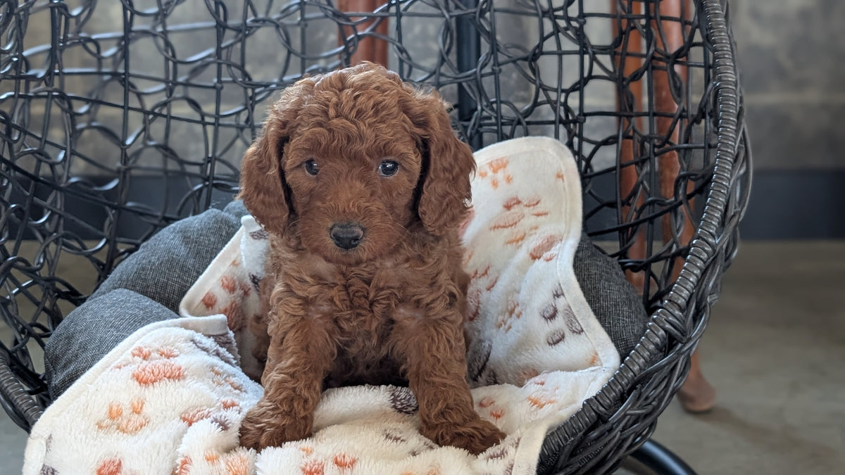 TOY POODLE (SEP 10) 4 MALES/2 FEMALES