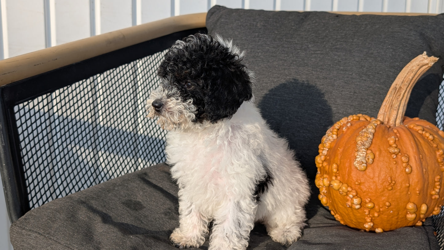 TOY POODLE (08/19) FEMALE
