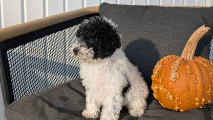 TOY POODLE (08/19) FEMALE
