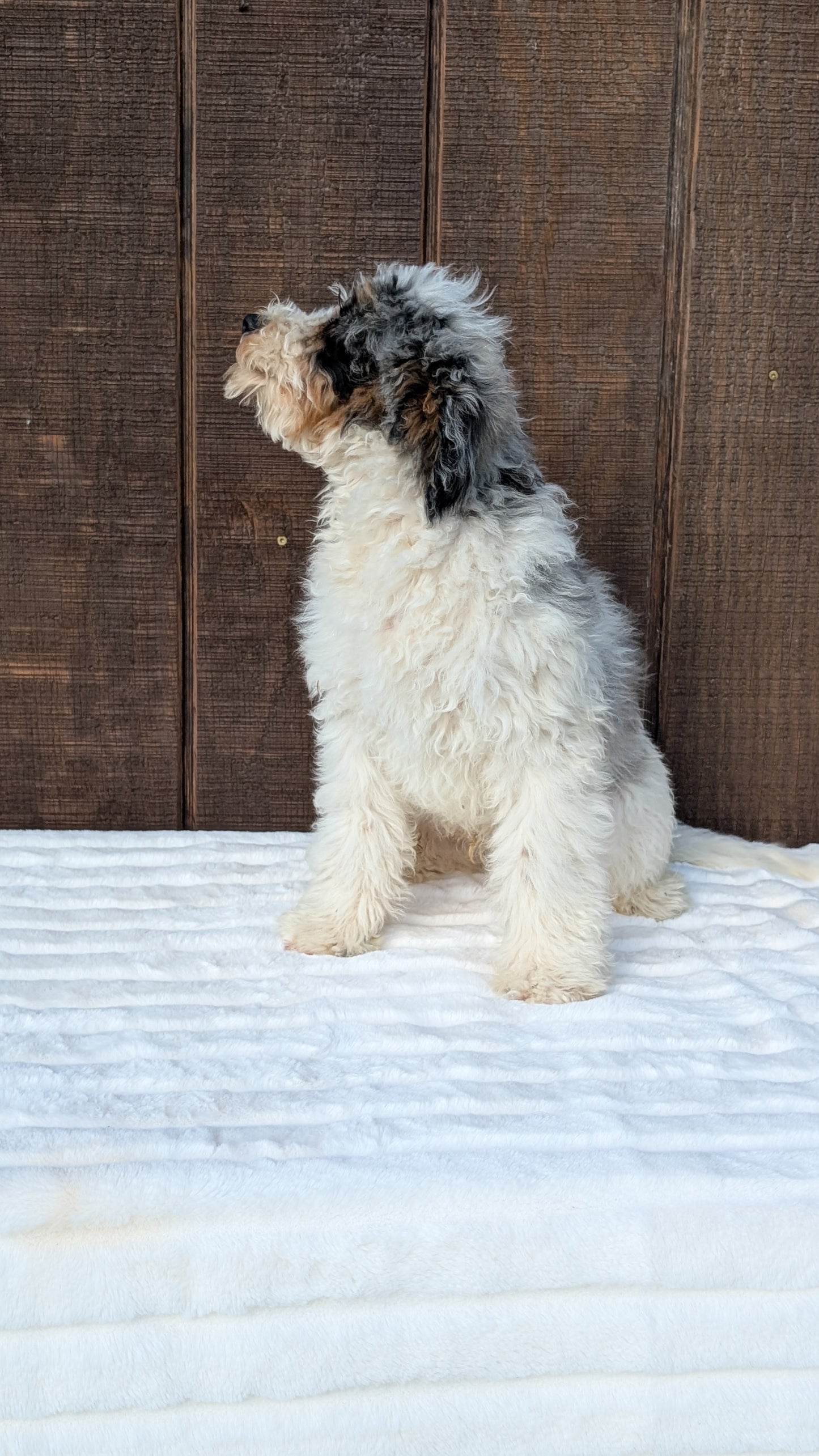 MINI BERNEDOODLE (07/25) MALE