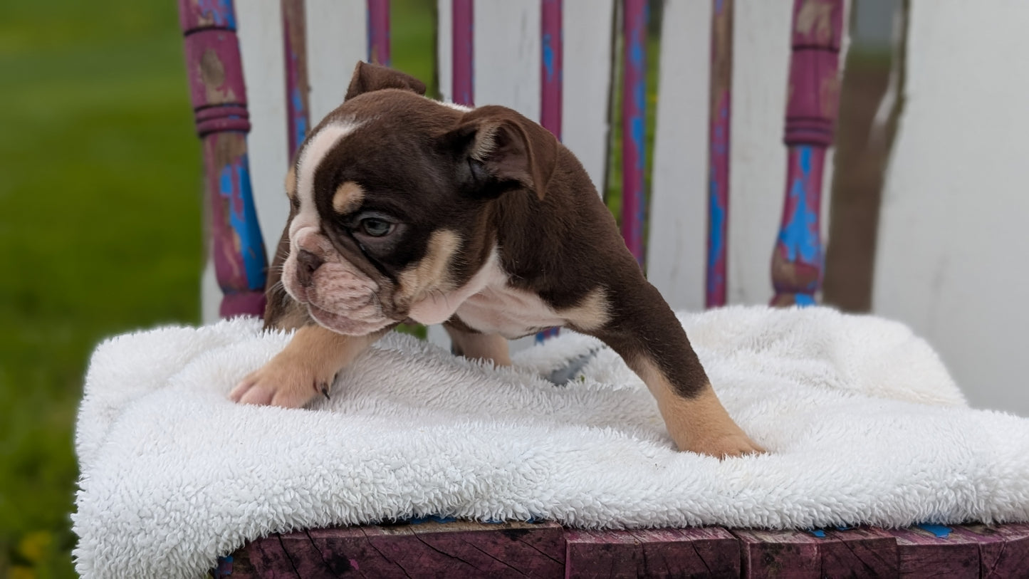 ENGLISH BULLDOG (FEB 09) MALES