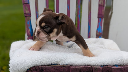 ENGLISH BULLDOG (FEB 09) MALES