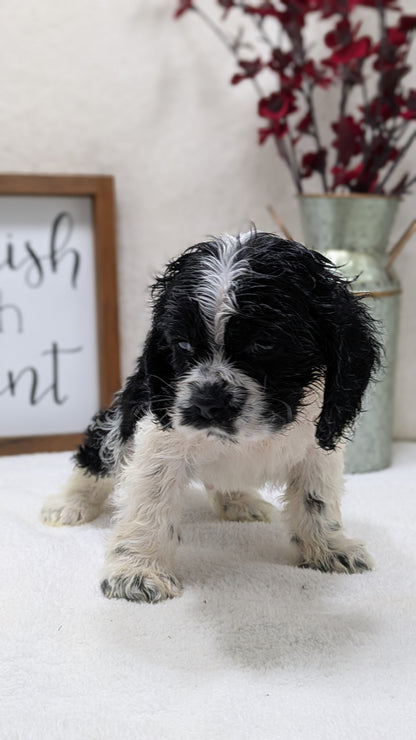 COCKER SPANIEL (12/03) MALE