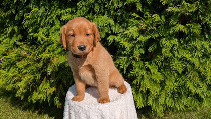 GOLDEN RETRIEVER (07/17) FEMALE