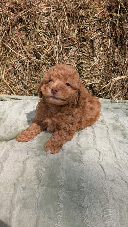 MINI POODLE (03/18) MALE