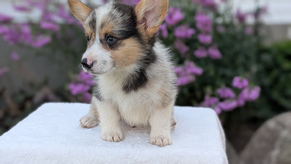 CORGI (JUN 22) MALES