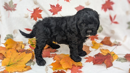 COCKAPOO (08/03) MALE