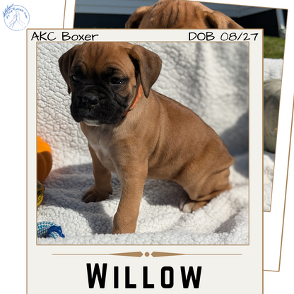 BOXER (08/27) FEMALE